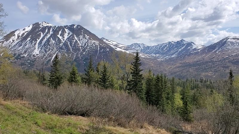Denali National Park Tundra Bloom, Alaska