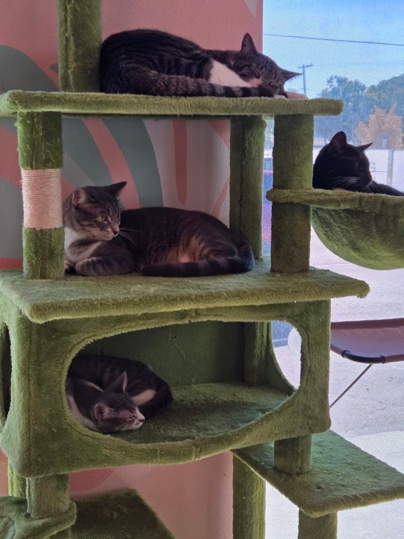 A Lounge Full of Adoptable Cats