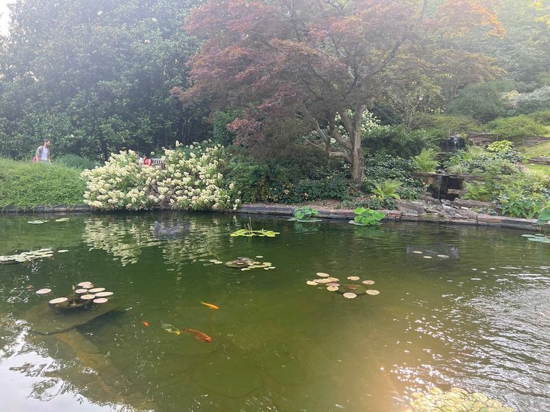 Koi and Lily Pond Edge
