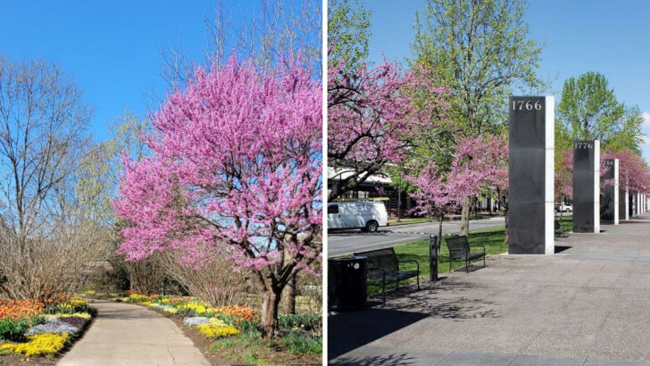 Tennessee Has a Stunning Cherry Blossom Season and It&rsquo;s One of the South&rsquo;s Best Kept Secrets