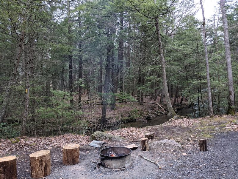 Easy Trails Through Tall Trees