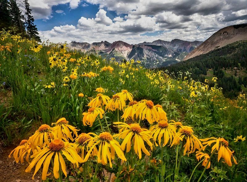 Crested Butte Wildflower Capital, Colorado