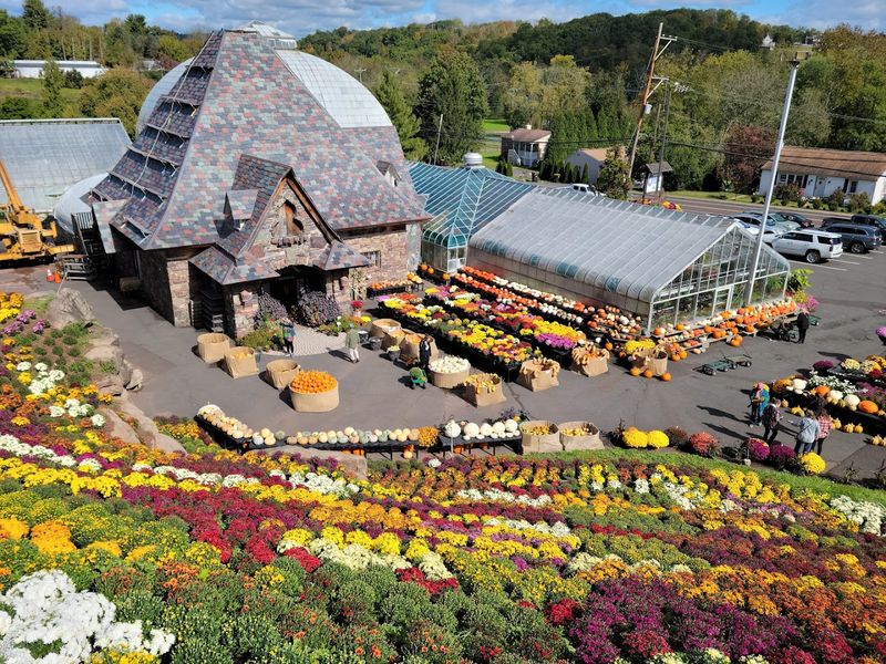A Fall Tradition Featuring Thousands of Blooming Flowers