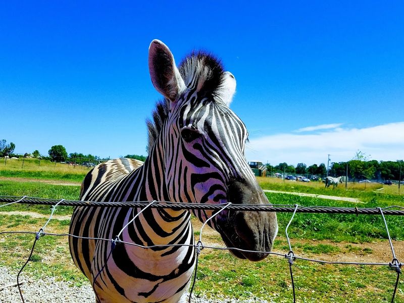 Bison, Elk, and Zebras on the Safari Route