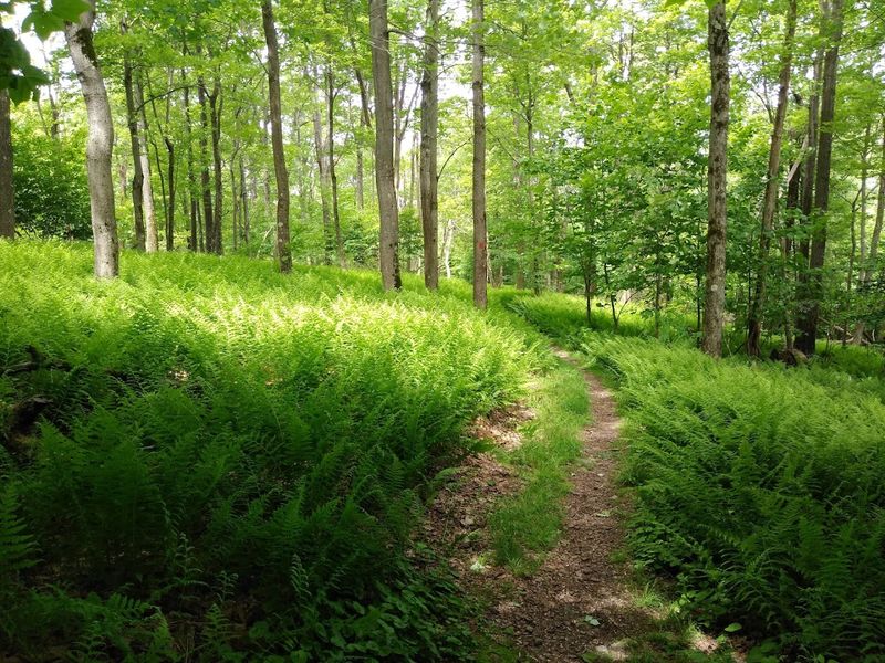 Hiking Trails Through Forest and Wetlands