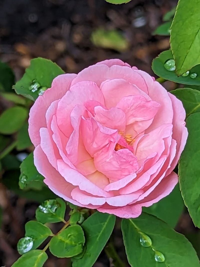 The Camellia Collection: Florida's Most Spectacular Winter Bloom