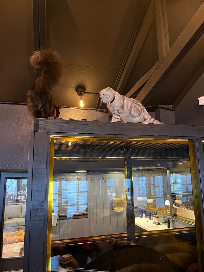 Cat Welfare and Safe Retreat Spaces