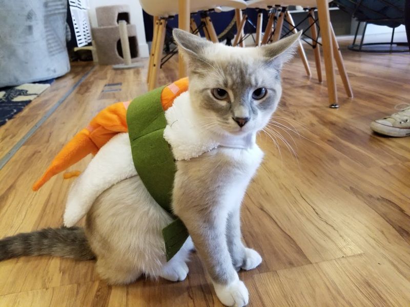 Focus on Harder-to-Adopt Cats