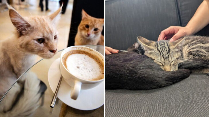 The Cat-Themed Coffee Lounge in Illinois Where You Can Sip and Snuggle Rescue Cats All Day