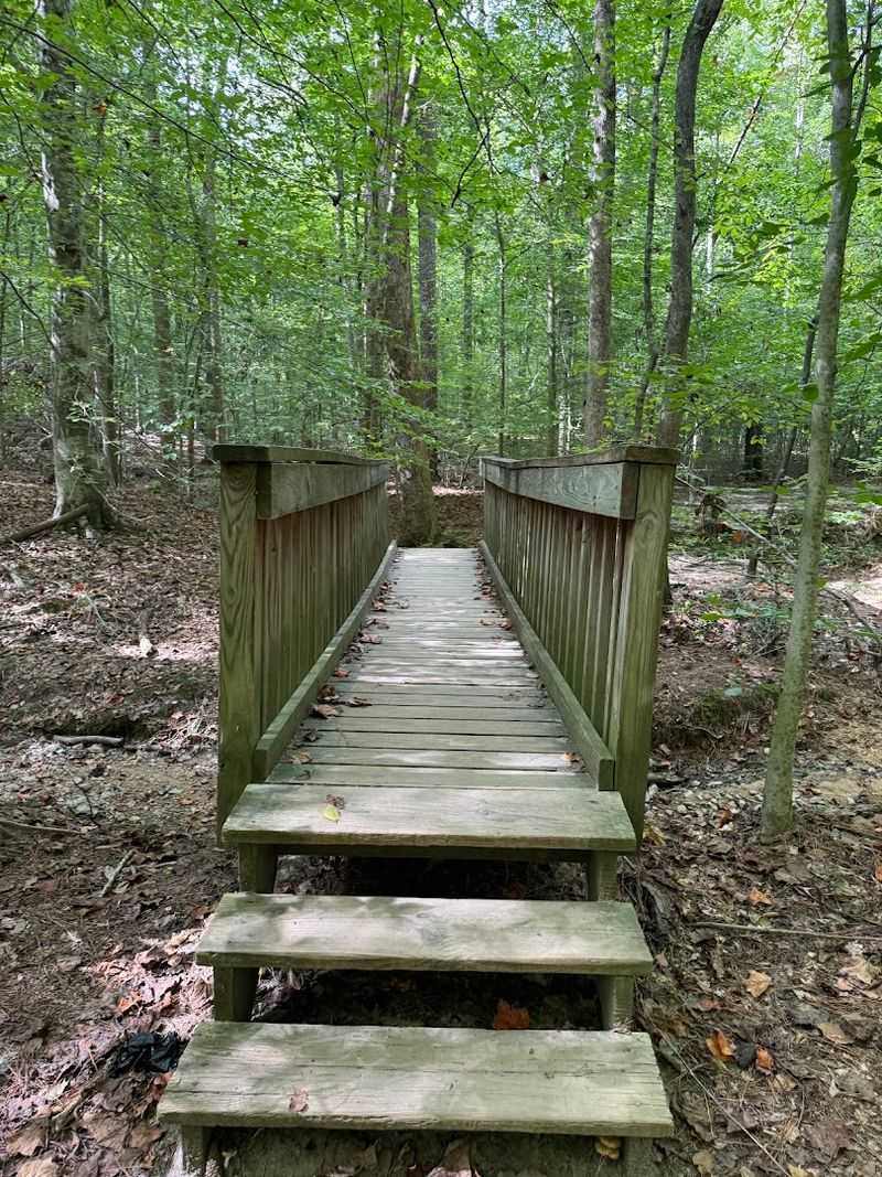 Sycamore Trail: Classic Forest Loop