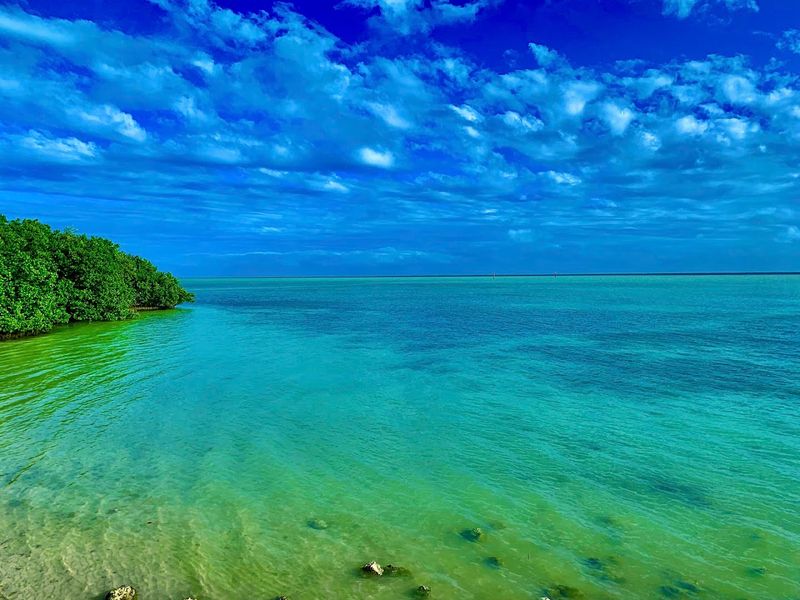 Conservation Efforts Keeping Biscayne's Ecosystem Alive