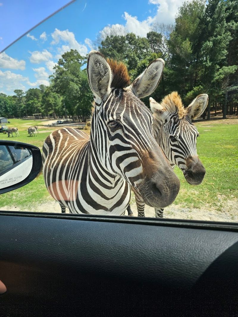 Zebras Up Close and Personal