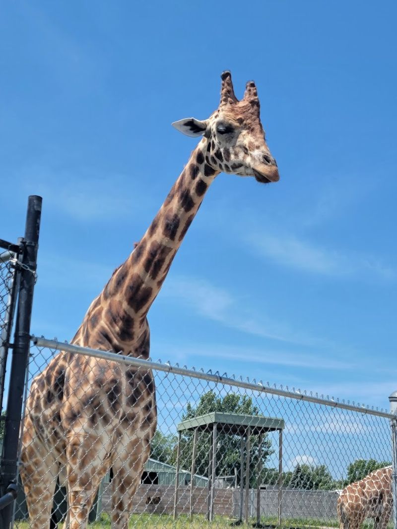 Giraffe Feeding at the End of the Route