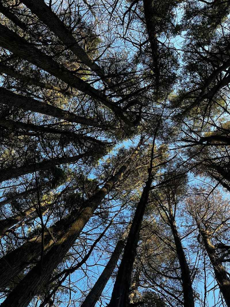 Atlantic White Cedar Trees Up Close
