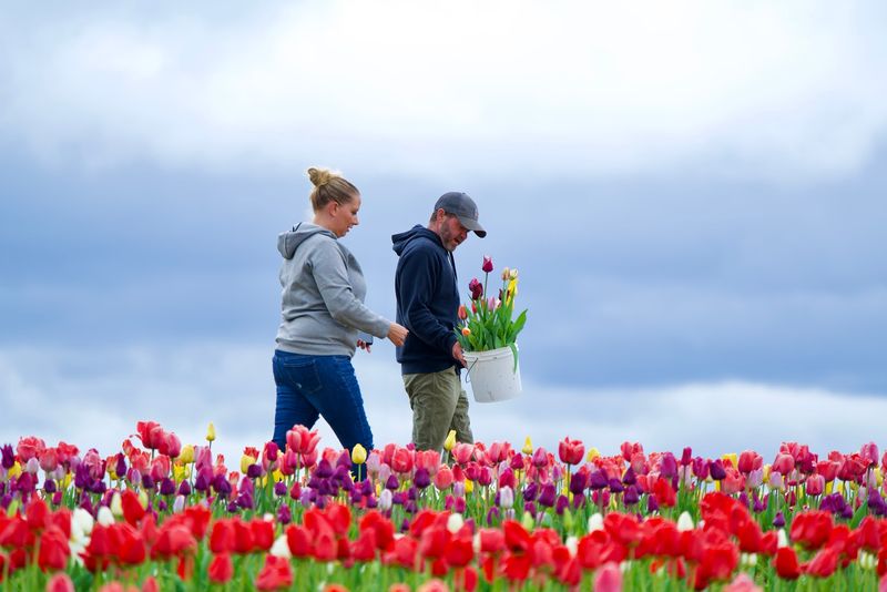 Tulip Varieties and Color Palette