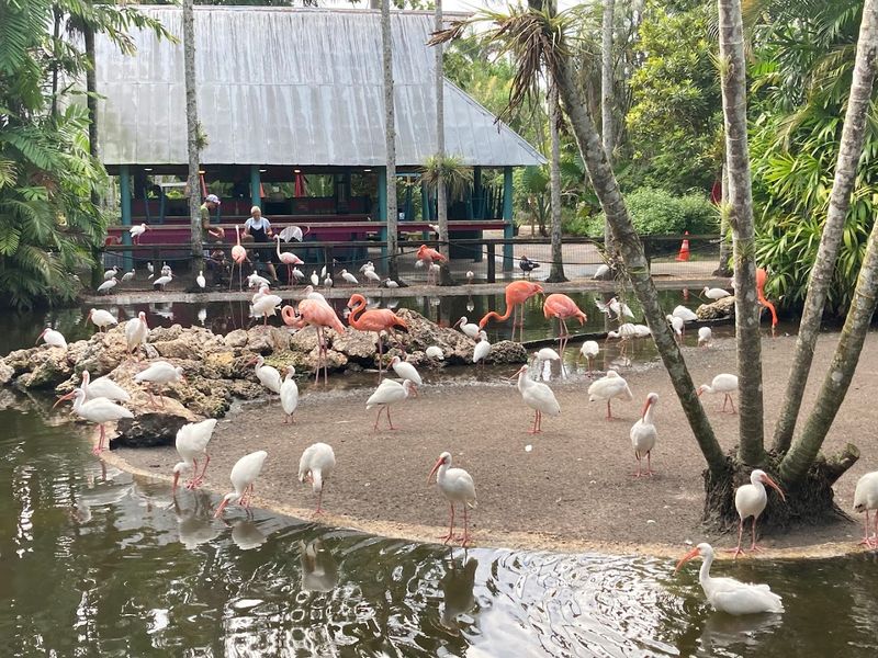 You Can Hand-Feed Flamingos Up Close