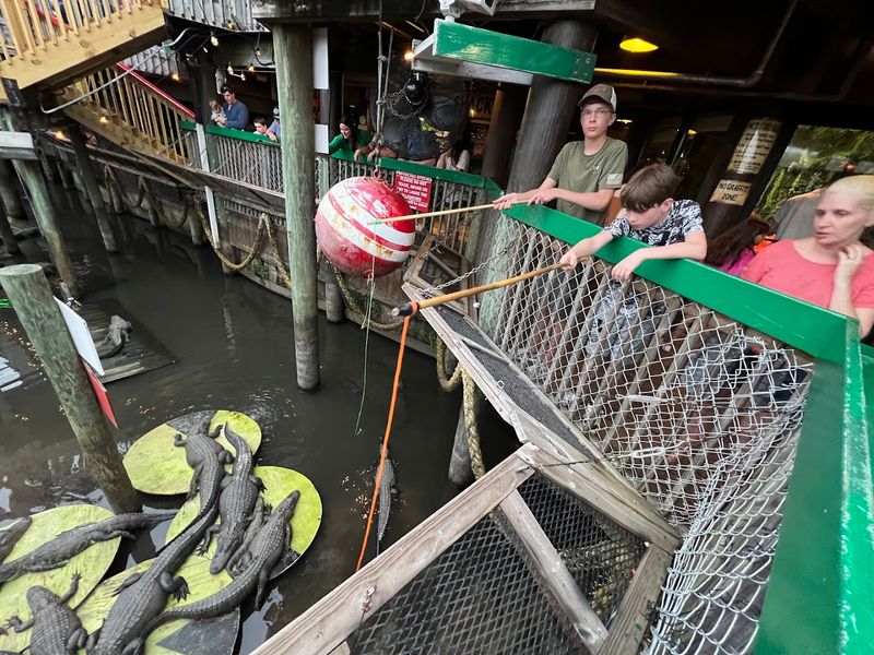 Feed Live Alligators (Yes, Really)