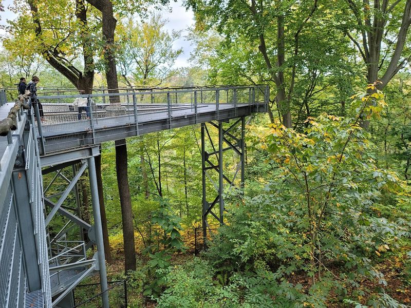Treetop Walk: A Sky-High Adventure Above the Forest