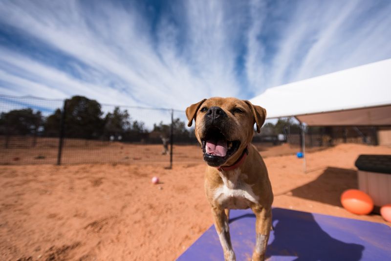 Best Friends Animal Sanctuary (Kanab, Utah)