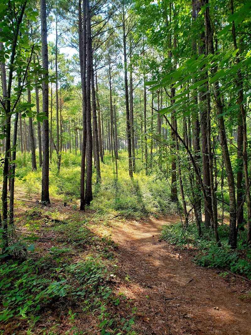 Overlook Trail and Family-Friendly Paths
