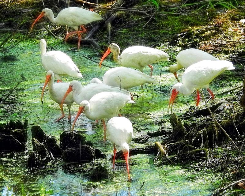 Ecology and Biodiversity: Wildlife and Plant Life Along the Trail