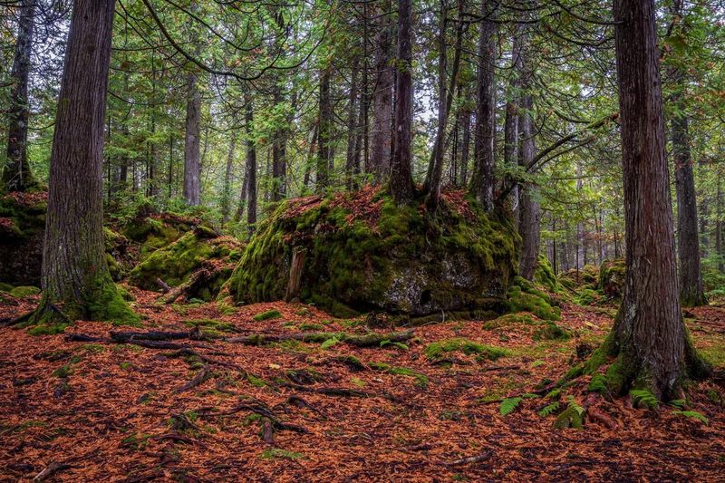 Moss-Covered Boulders Straight Out of a Fairy Tale