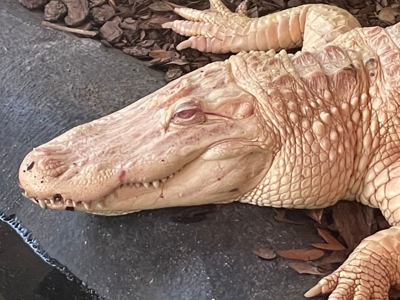 Rare and Famous Residents Like Mr. Bones the Albino Alligator