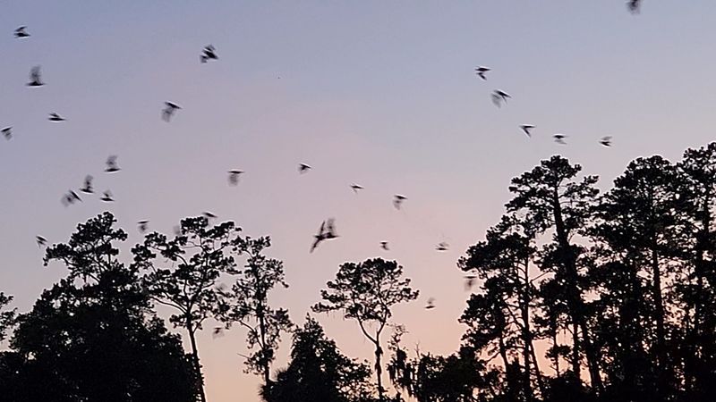 Meet the Residents: Brazilian Free-Tailed Bats