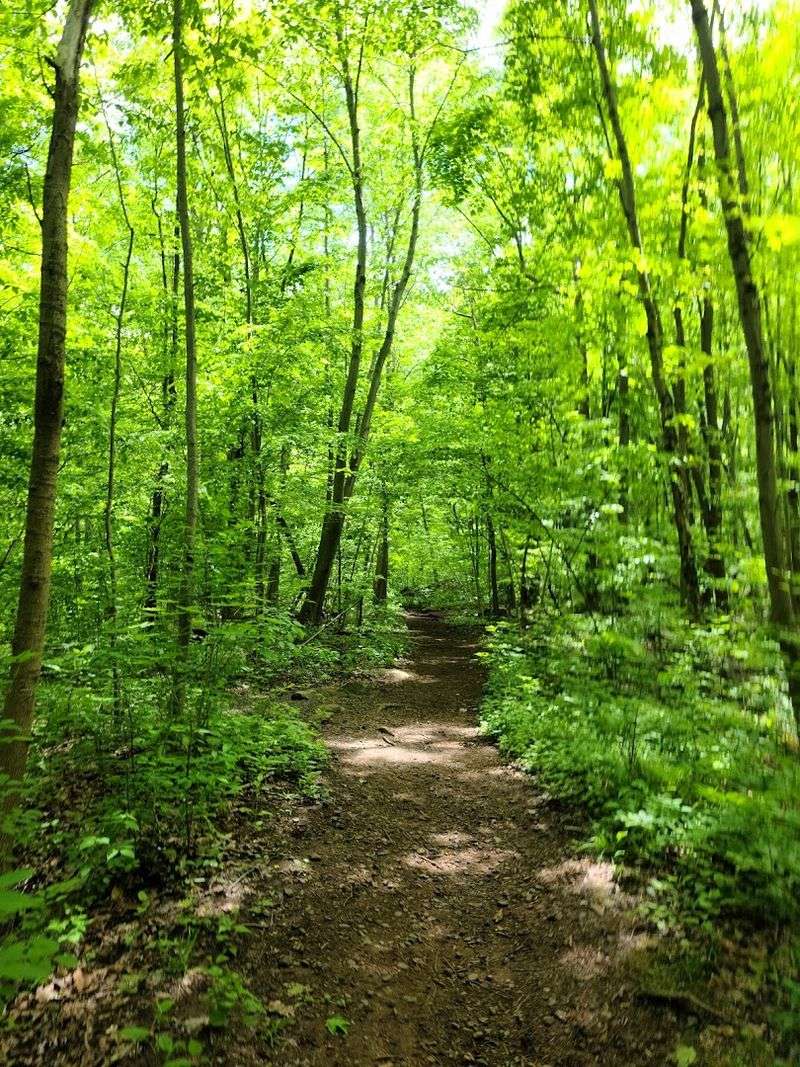 Trails and Woods: Exploring the Surrounding Nature