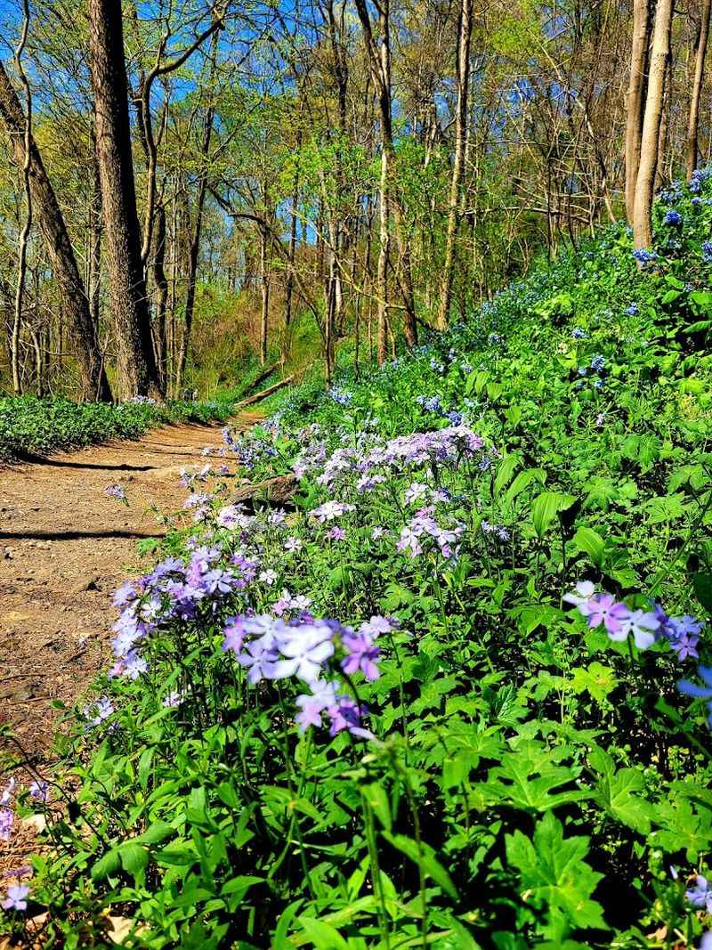 Virginia Bluebells: The Star of the Show