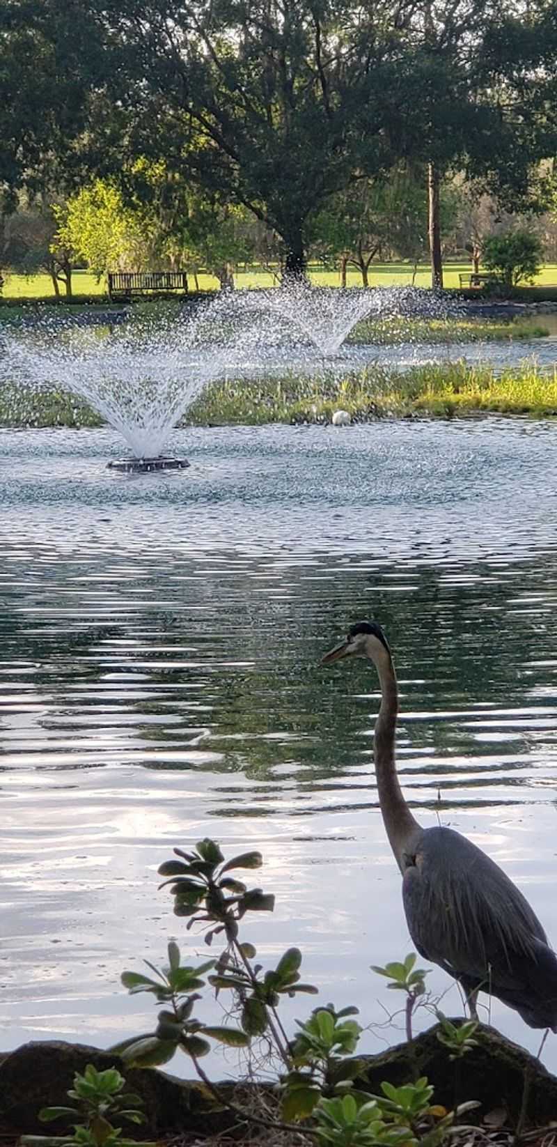 Native Wildlife and Natural Observation