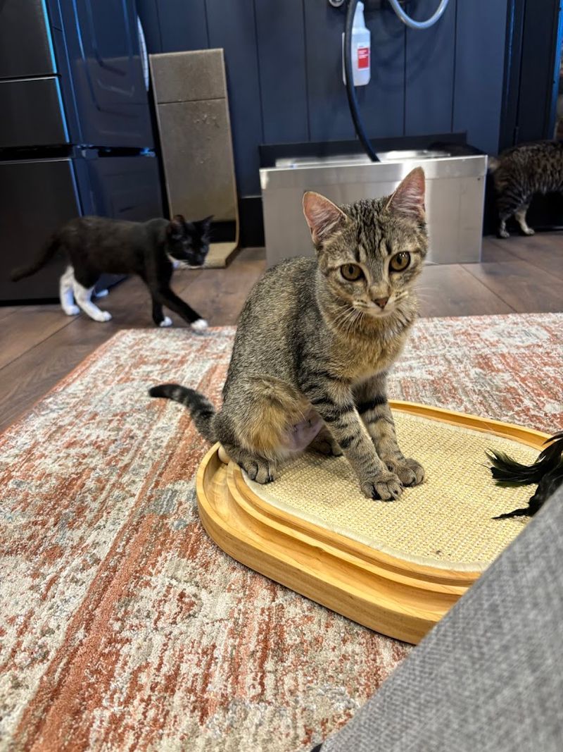 The Adoption Room With Rescue Kittens
