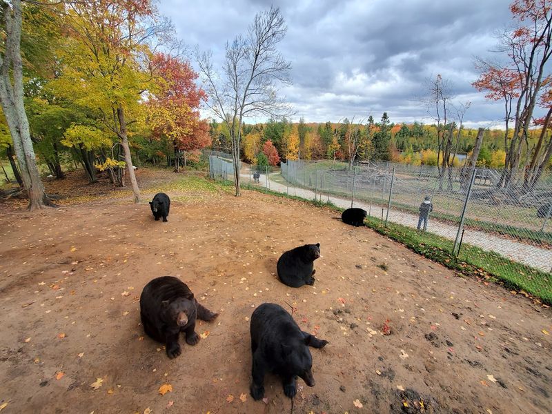 250 Acres of Wild Michigan Forest as a Bear Habitat