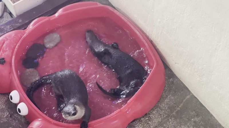 River Otters: The Playful Crowd Favorites