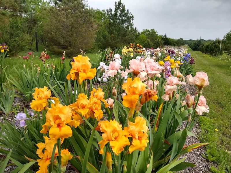 A Nationally Recognized Iris Garden