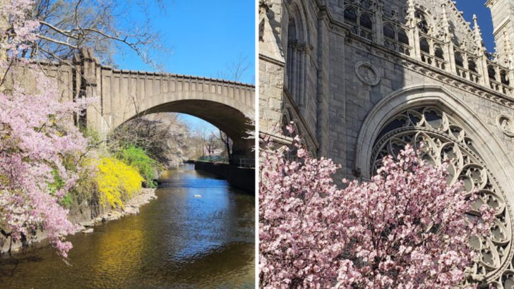 The Most Underrated Cherry Blossom Spot in America Is Hiding in New Jersey
