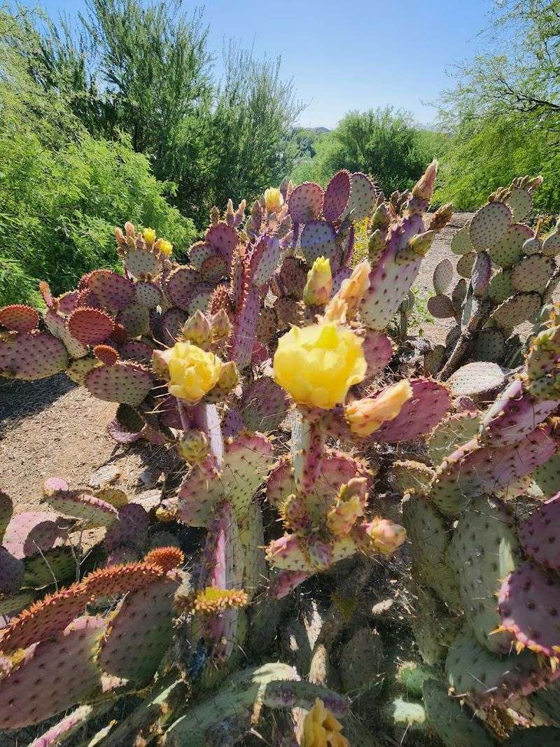 Native Plant Oasis and Conservation Efforts