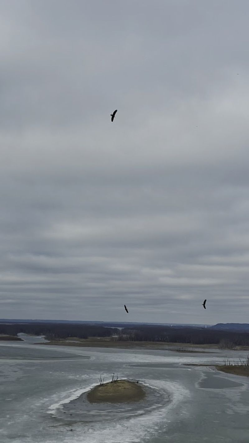 Wildlife Highlights: Bald Eagles and the Creatures That Share the Bluffs