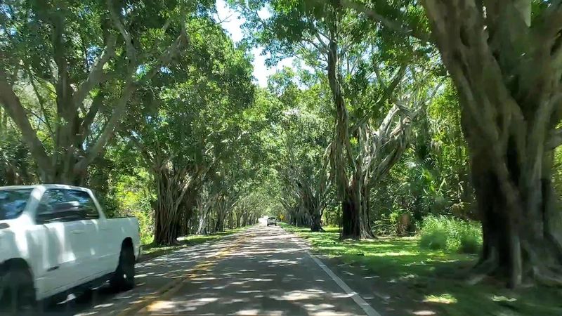 Banyan Trees That Form the Signature Canopy