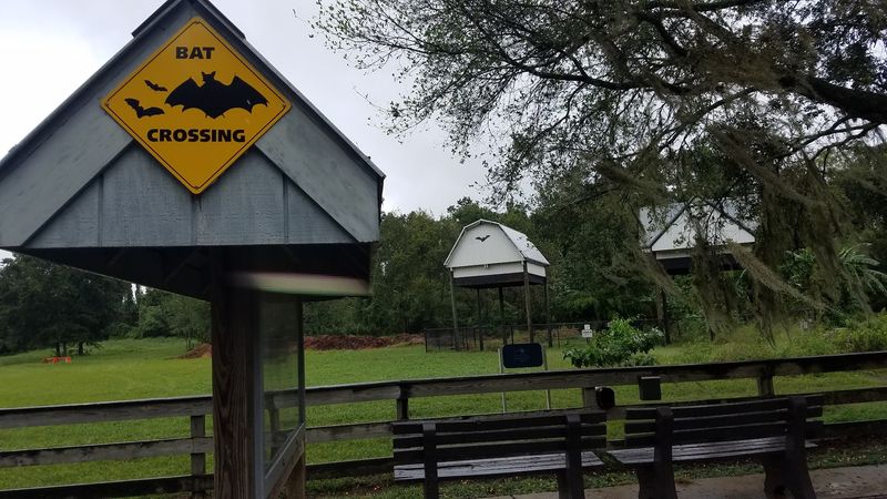 Fun Facts That Will Make You Love Bats Even More