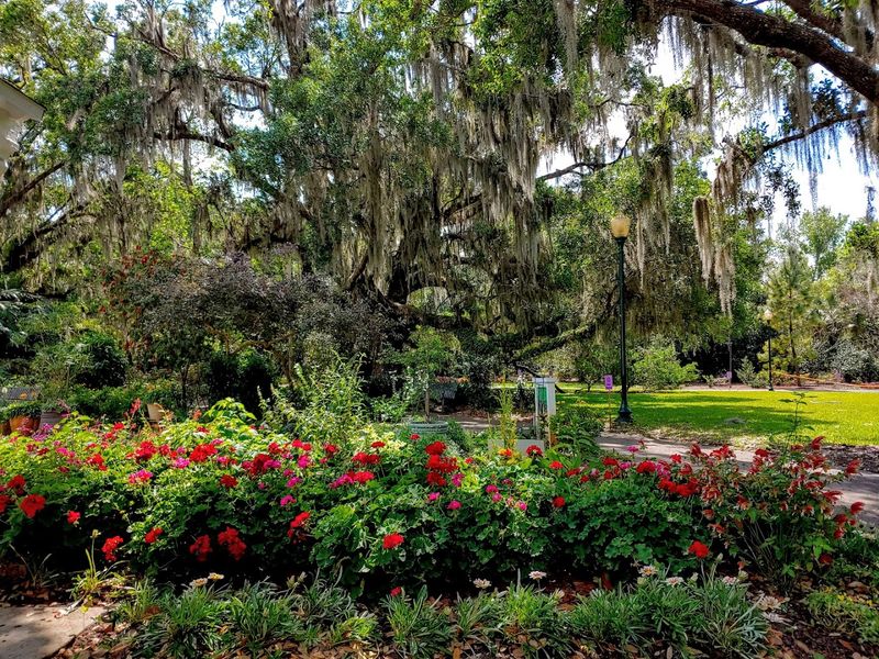 Ancient Live Oak Trees Draped in Spanish Moss