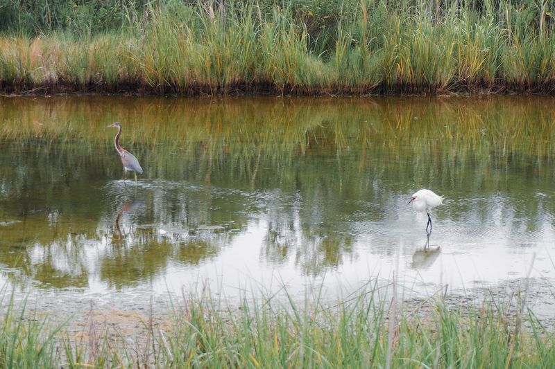 Wildlife Watching Opportunities