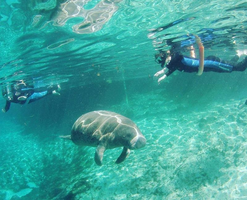 Swimming and Snorkeling Alongside Manatees