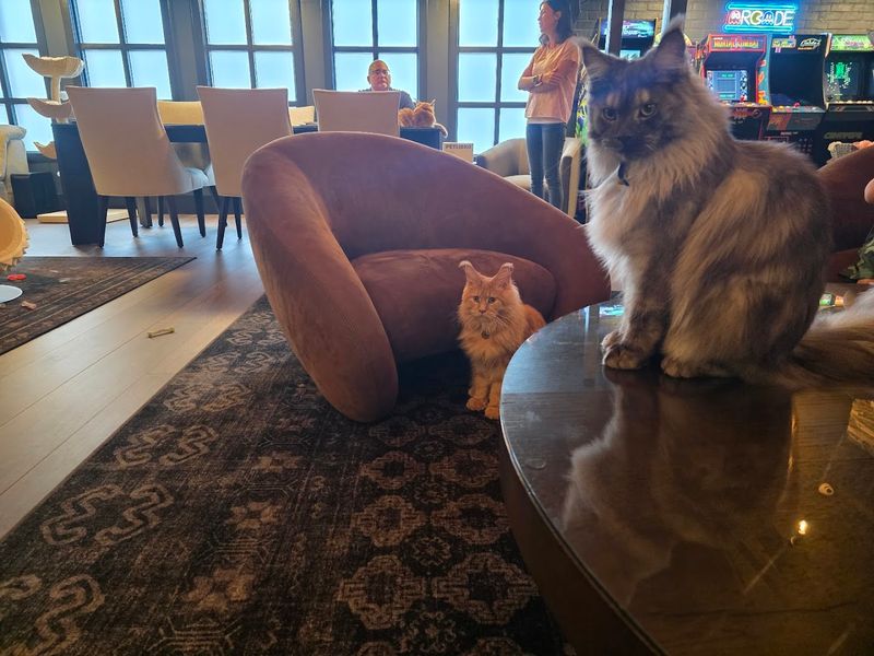 The Majestic Maine Coon Resident Cats