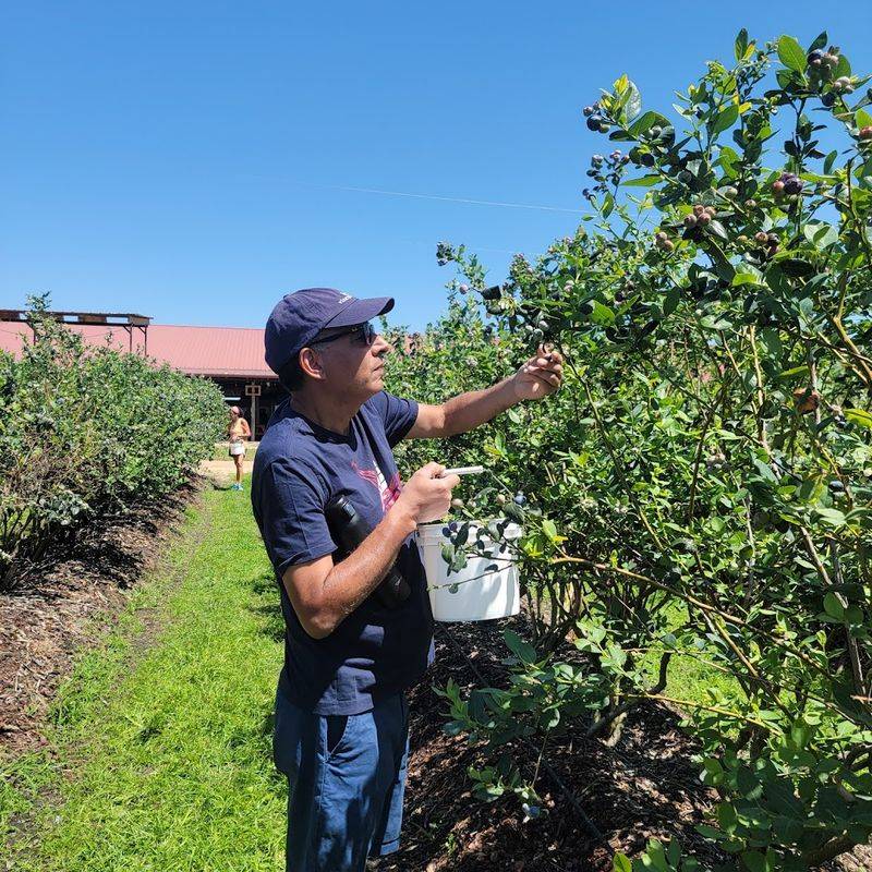 U-Pick Blueberries: Sweet, Juicy, and Picked Fresh by Your Own Hands