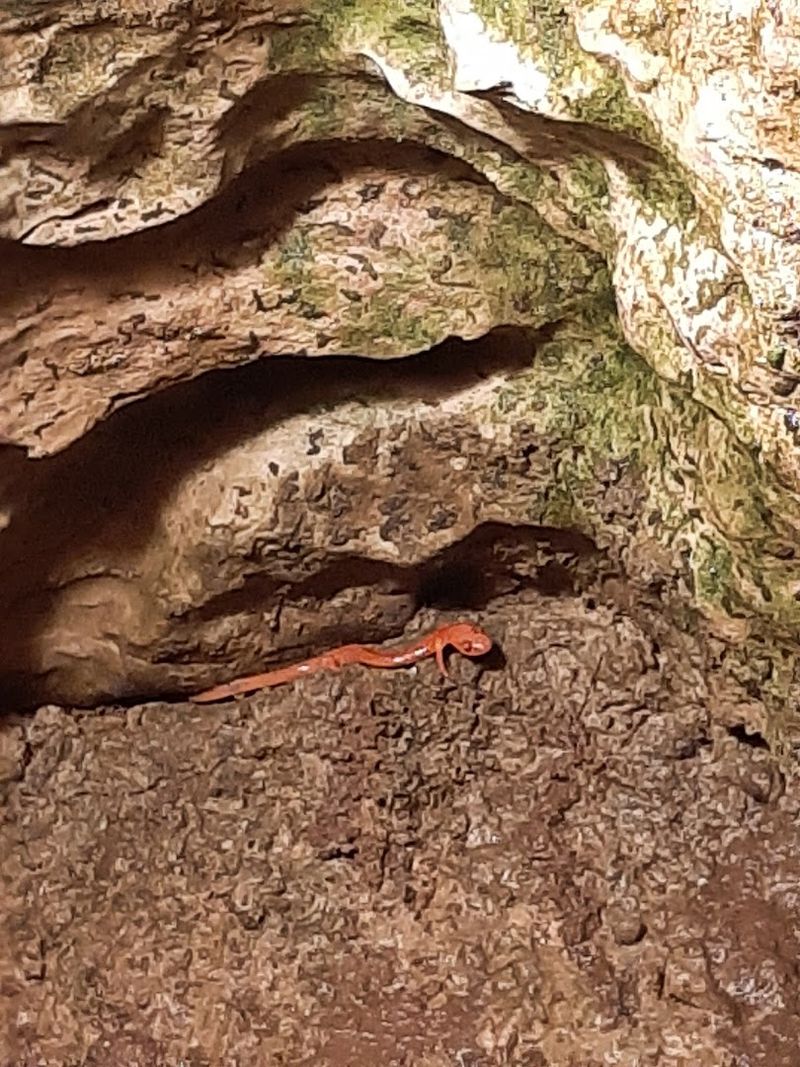 Bats That Call the Caverns Home