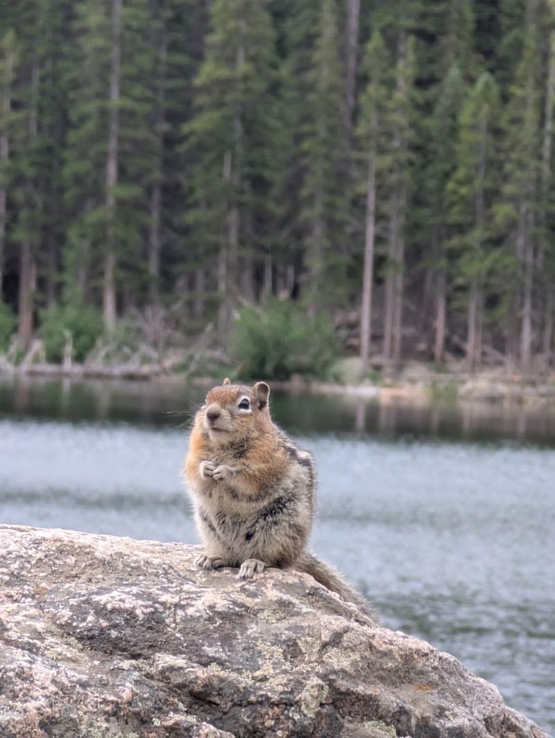 Wildlife You Might Spot Along the Way