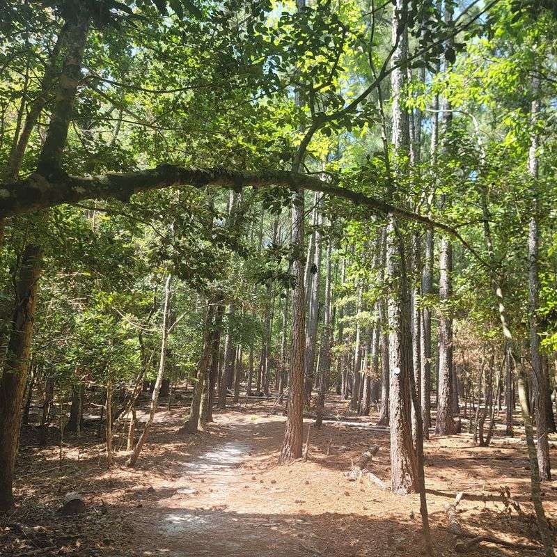 The Maritime Forest and Coastal Dunes