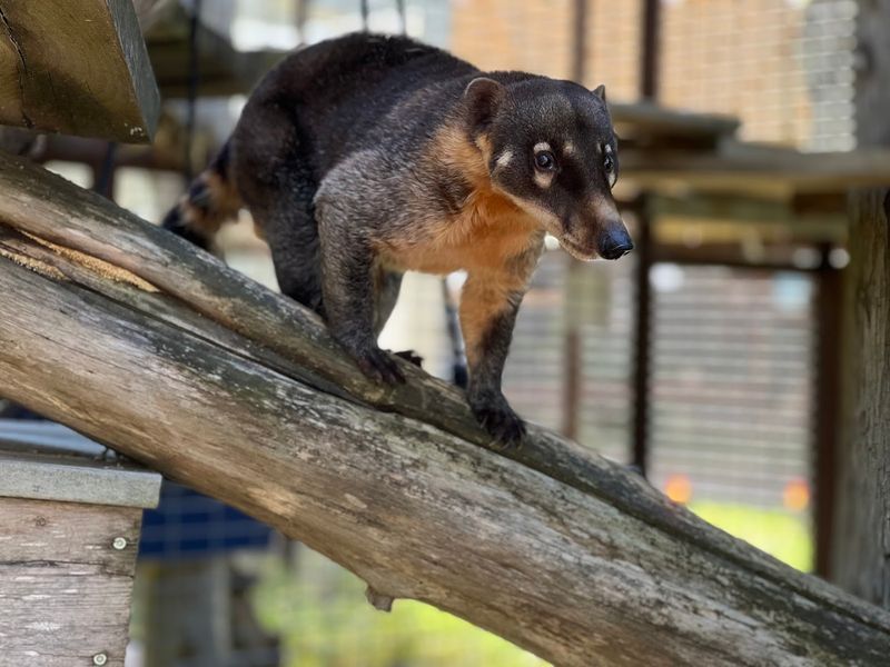 Black Beauty Ranch (Murchison, Texas)
