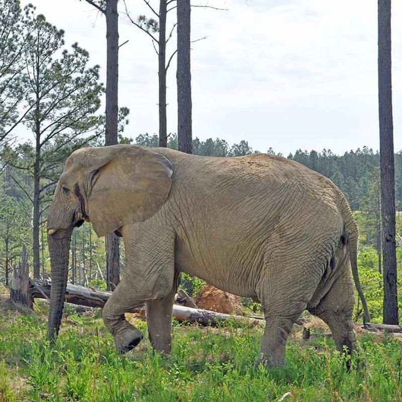 Elephant Sanctuary in Tennessee (Hohenwald, Tennessee)